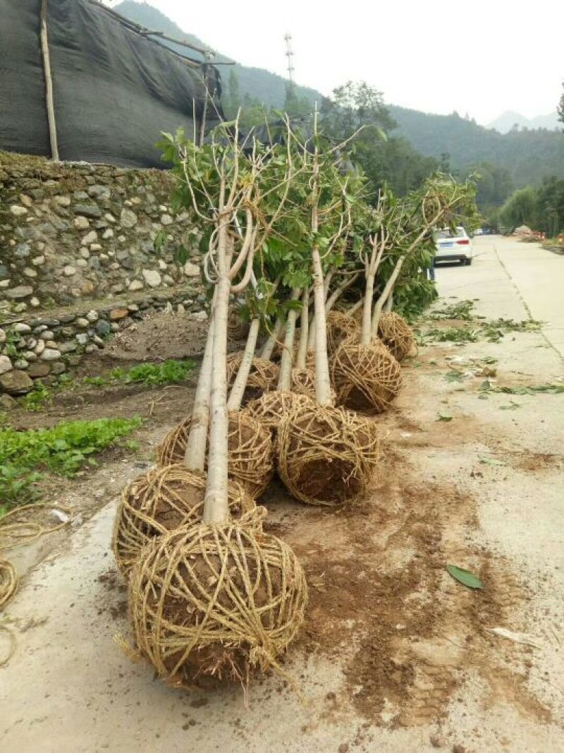 大小规格七叶树齐全，基地一手货，价格低