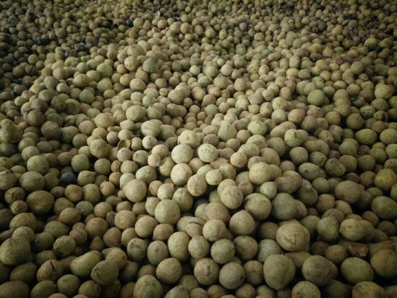 大小规格七叶树齐全，基地一手货，价格低