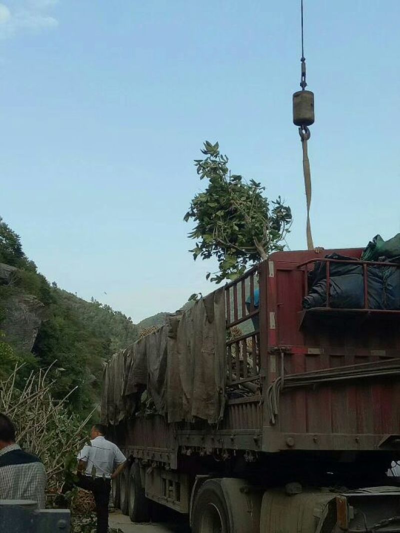 大小规格七叶树齐全，基地一手货，价格低