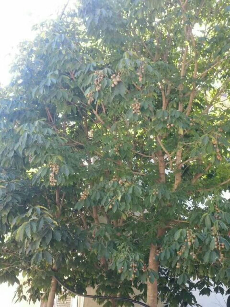 大小规格七叶树齐全，基地一手货，价格低