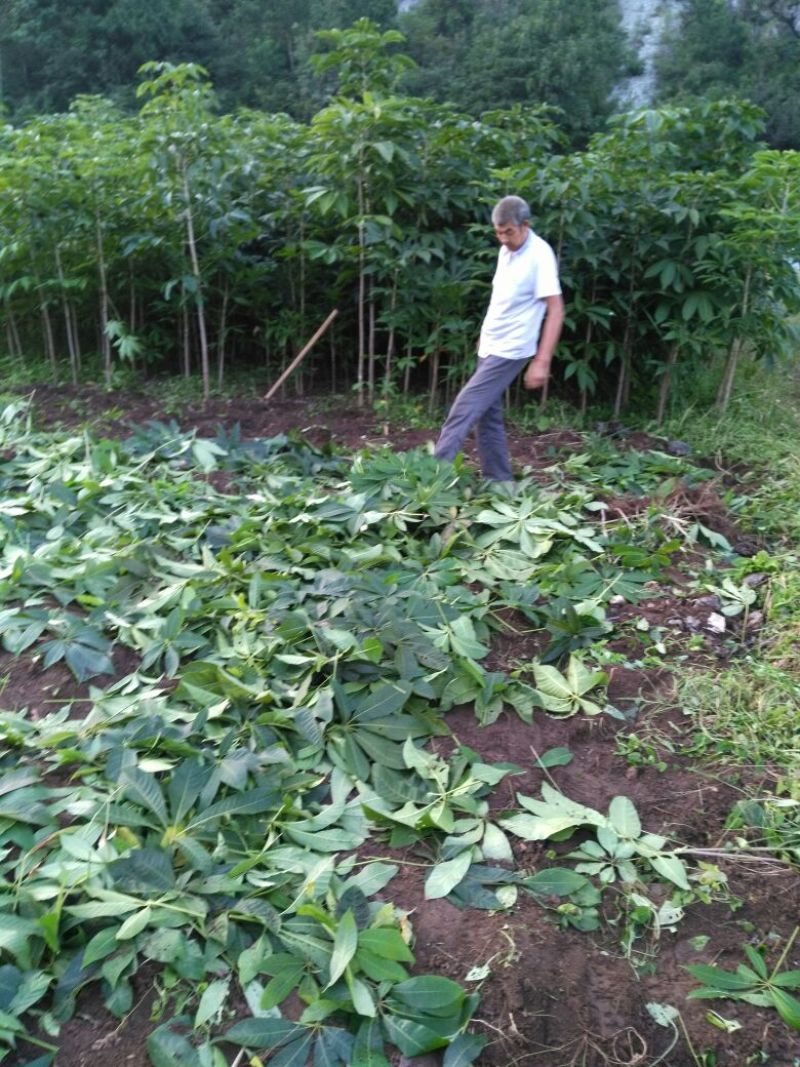 大小规格七叶树齐全，基地一手货，价格低