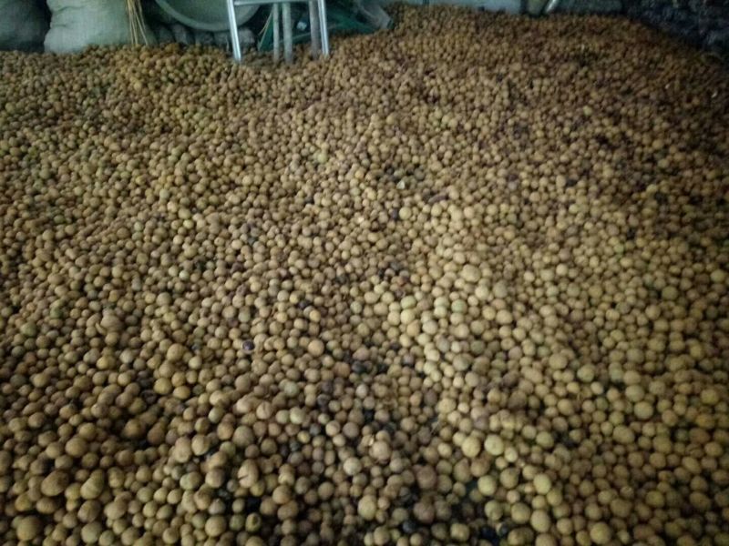 大小规格七叶树齐全，基地一手货，价格低