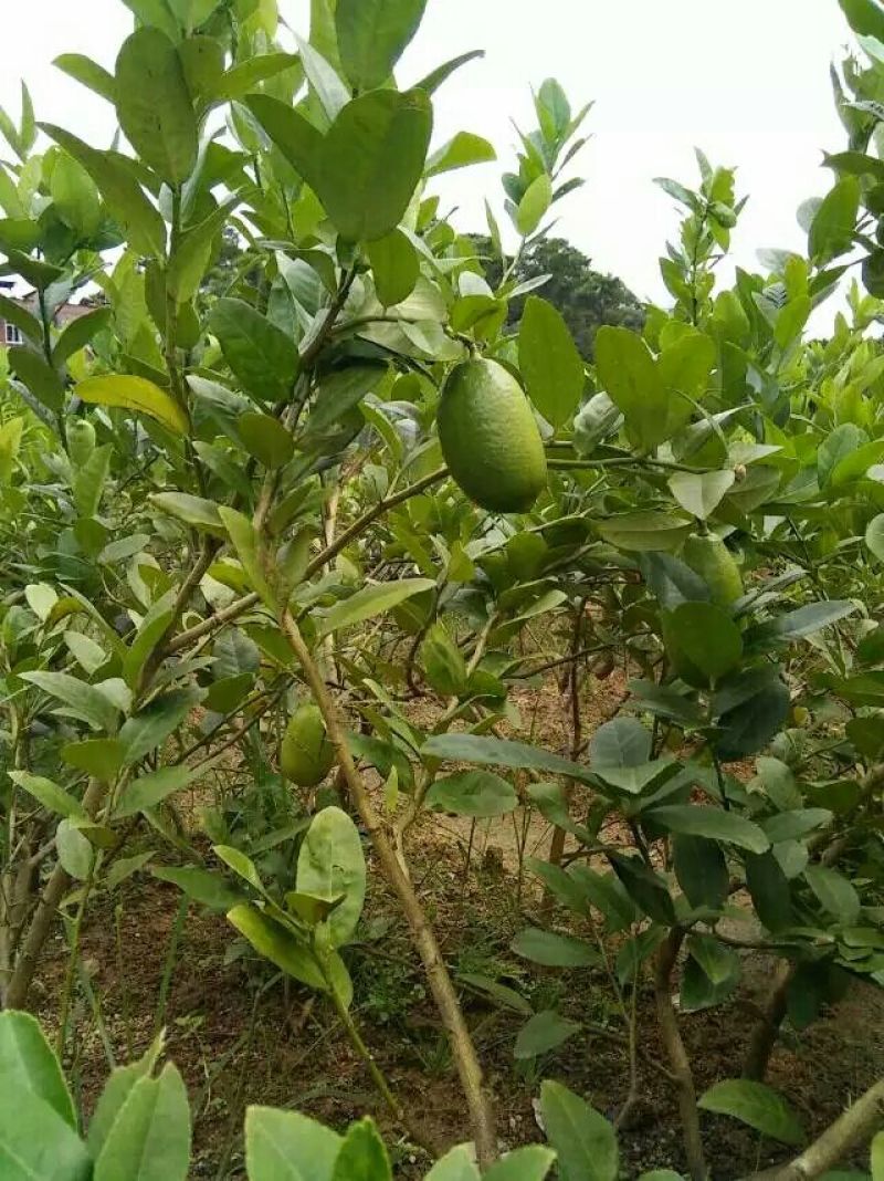 香水柠檬树苗30~50cm