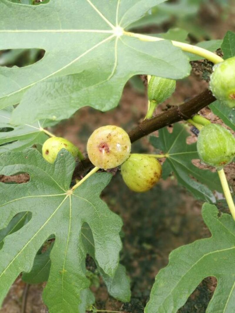 [荐]无花果苗基地直销免费提供管理技术现挖现发