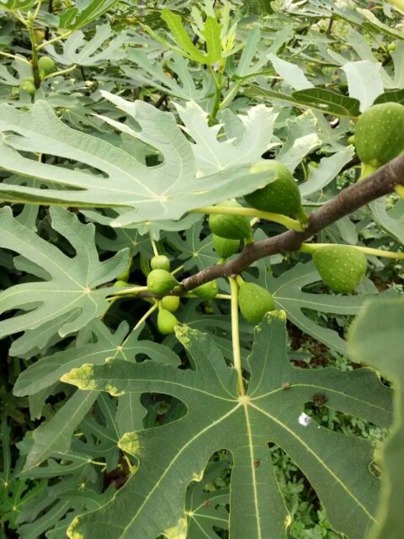 [荐]无花果苗基地直销免费提供管理技术现挖现发