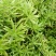 佛甲草屋顶绿化1元一斤四季常青耐干旱植物基地直发