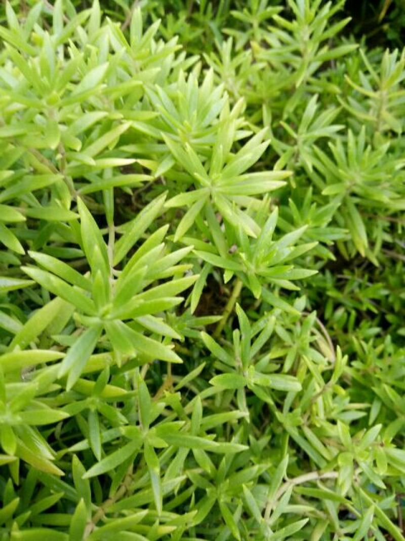 佛甲草屋顶绿化1元一斤四季常青耐干旱植物基地直发