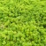 佛甲草屋顶绿化1元一斤四季常青耐干旱植物基地直发