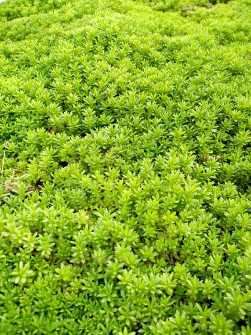 佛甲草屋顶绿化1元一斤四季常青耐干旱植物基地直发