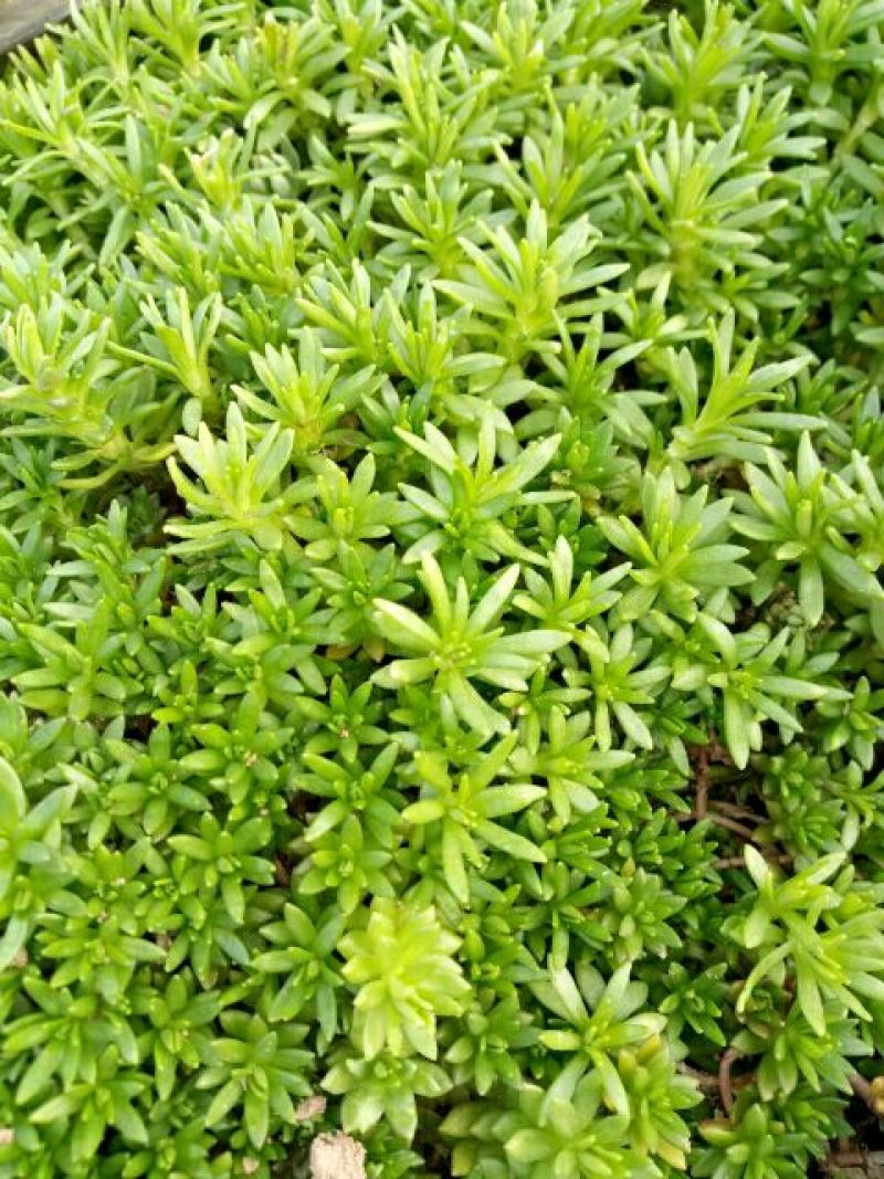佛甲草屋顶绿化1元一斤四季常青耐干旱植物基地直发