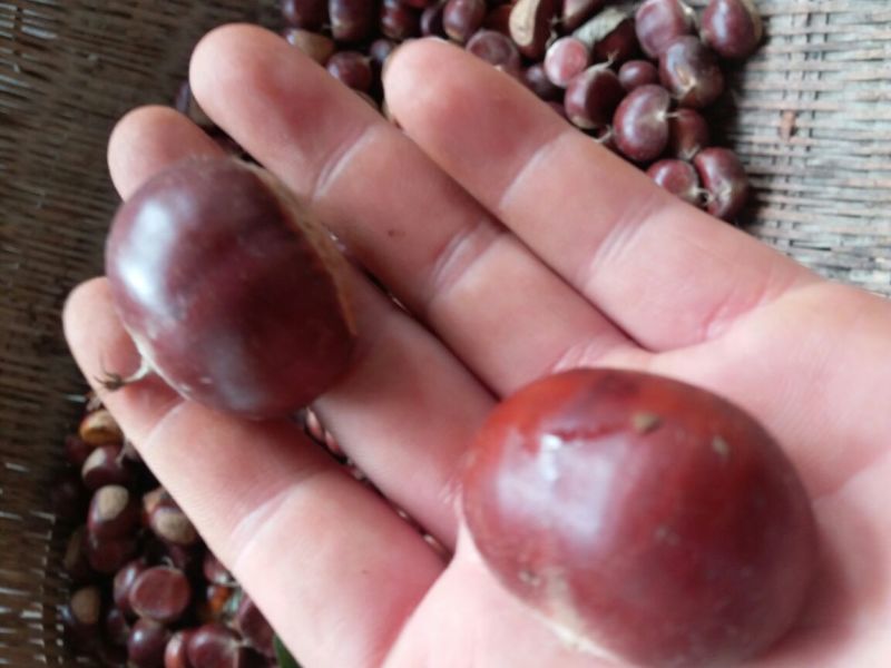 板栗炒栗种大粒