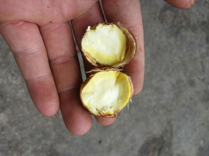 板栗炒栗种大粒
