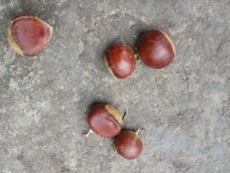 板栗炒栗种大粒
