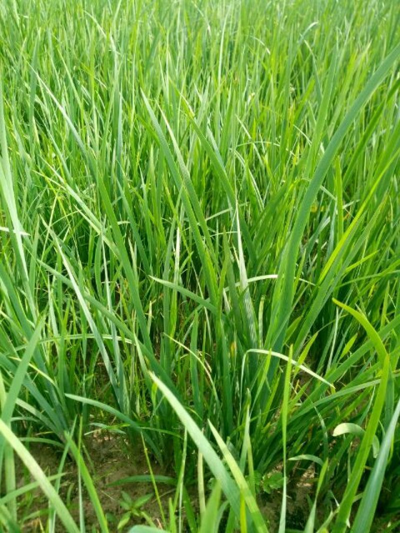 马蔺苗马兰花地被植物工程绿化苗基地直销