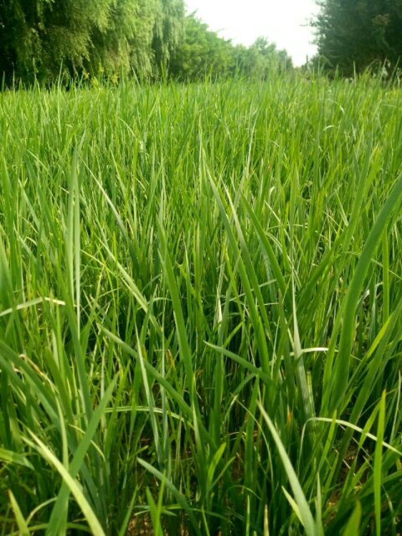 马蔺苗马兰花地被植物工程绿化苗基地直销
