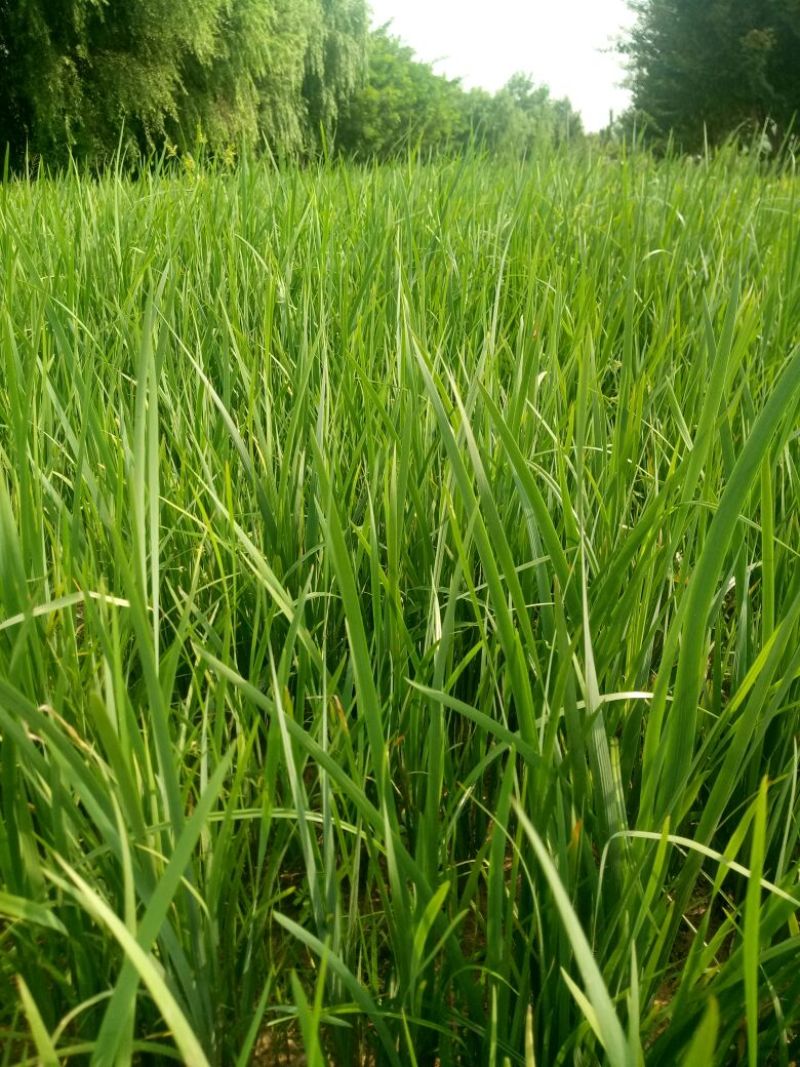马蔺苗马兰花地被植物工程绿化苗基地直销