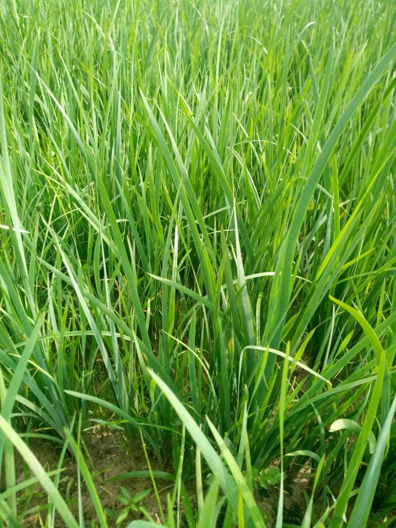 马蔺苗马兰花地被植物工程绿化苗基地直销