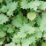 荨麻草