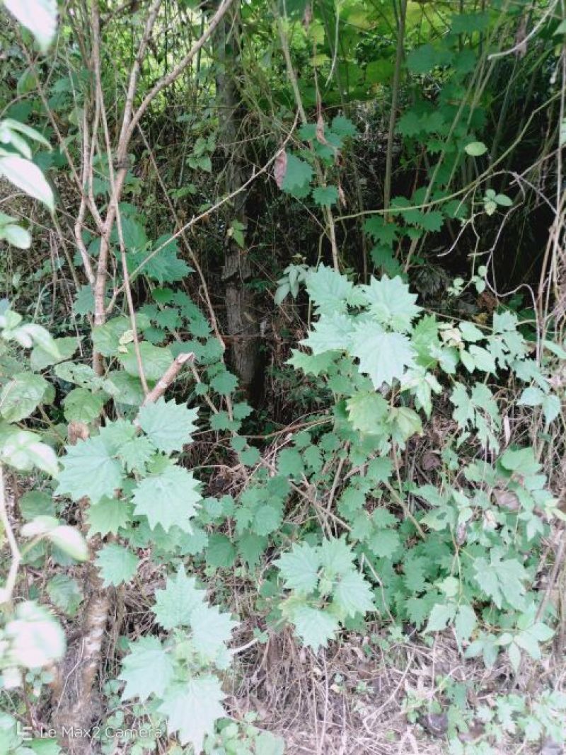 荨麻草