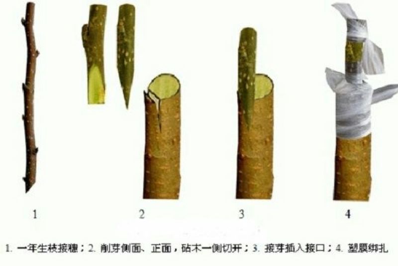 板栗接穗板栗苗品种迁西313