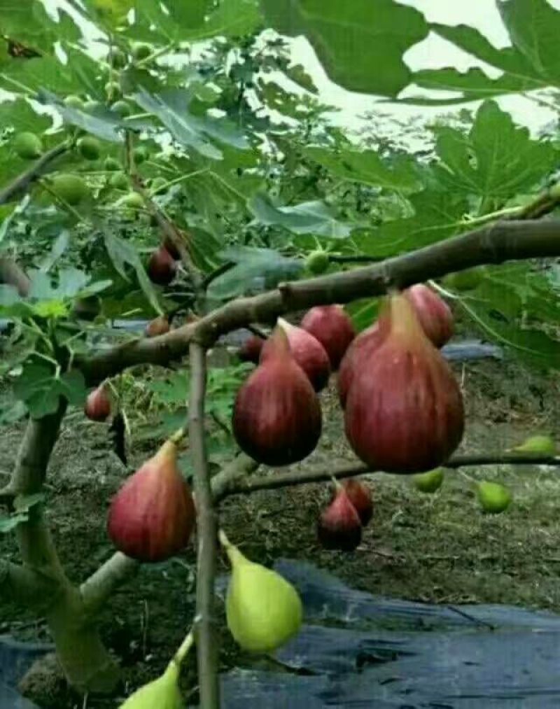 无花果苗，波姬红，青皮，金敖芬，布兰瑞克