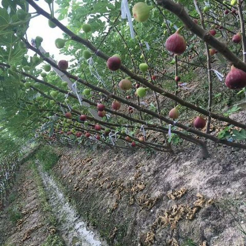 无花果苗，波姬红，青皮，金敖芬，布兰瑞克