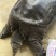 山瑞鳖2.5~3斤