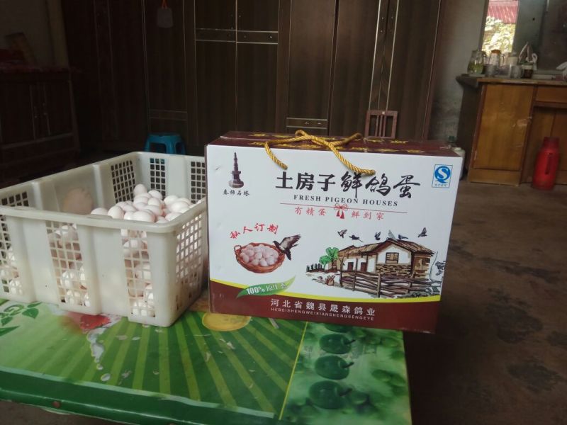 鸽子蛋孵化保质保量晟森鸽业