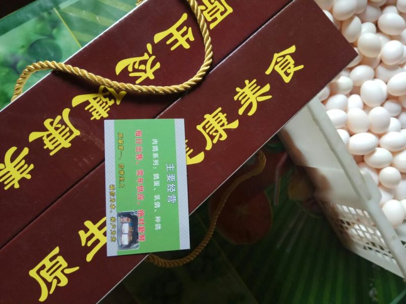鸽子蛋孵化保质保量晟森鸽业