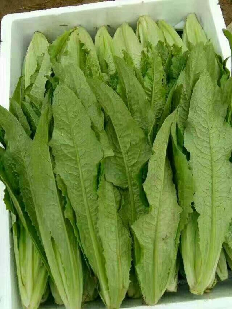 精品油麦菜，产地直发，量大从优，保质保量，全国发货