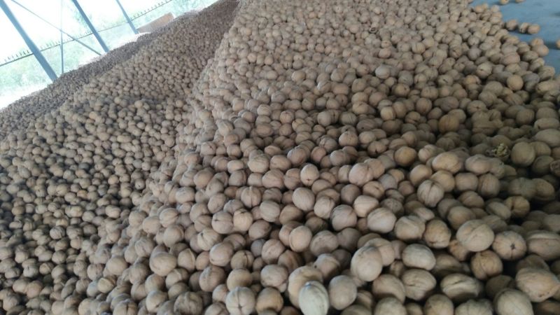 19年新货新疆阿克苏纸皮核桃