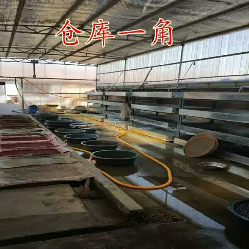 红虫鲜活