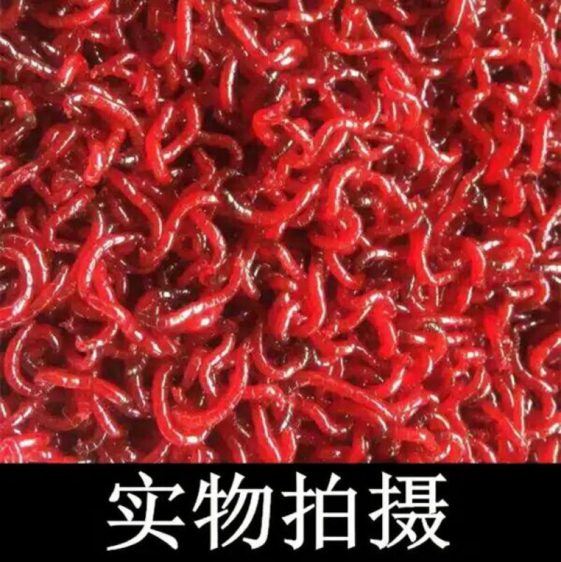 红虫鲜活