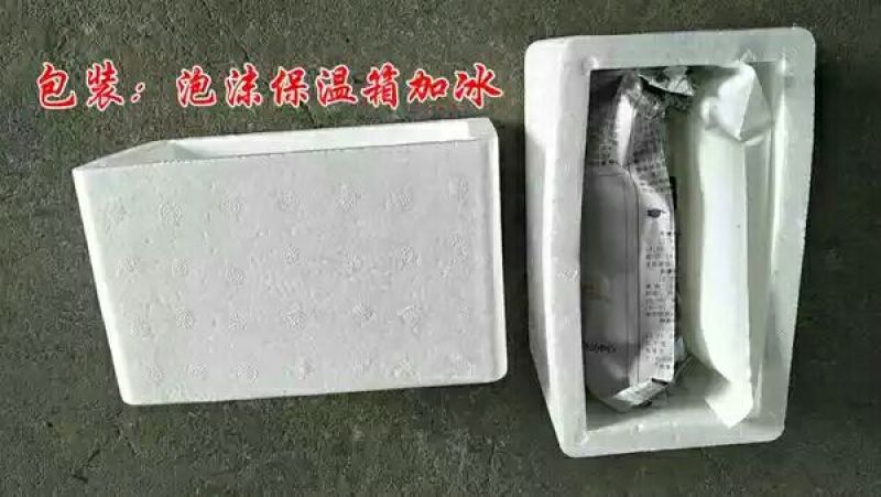 红虫鲜活