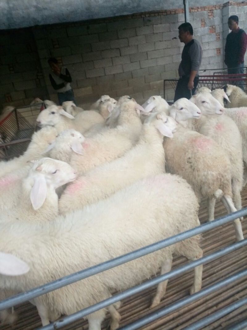 肉羊30~50斤/头