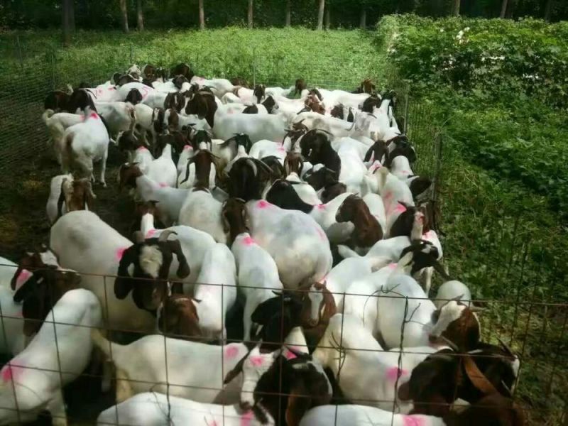 肉羊30~50斤/头