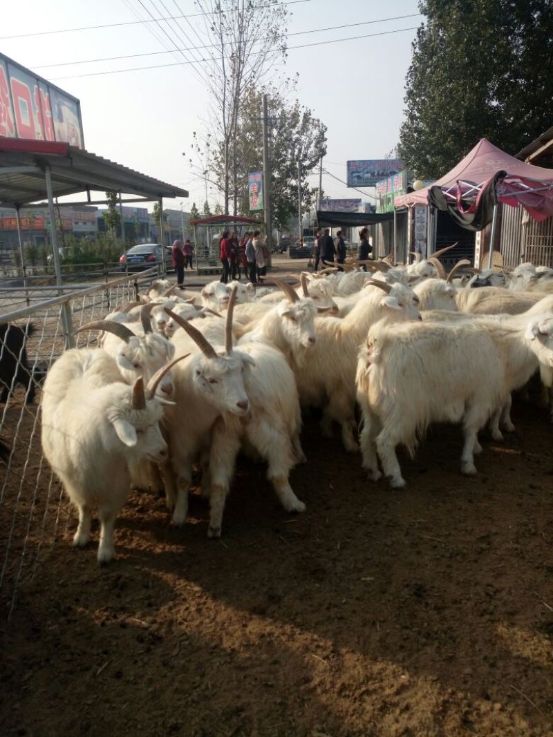 肉羊30~50斤/头