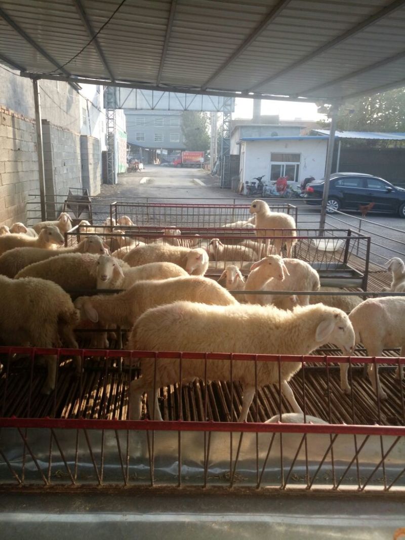 肉羊30~50斤/头