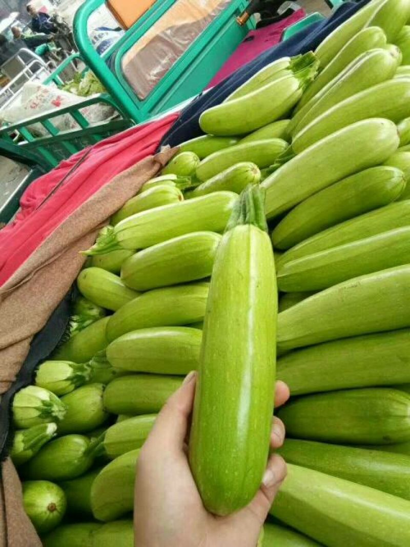 常年供应精品西葫芦，以及各种精品蔬菜，欢迎进店选购。