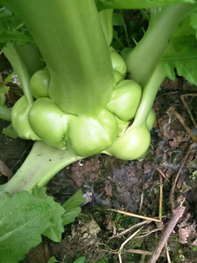榨菜5两以上