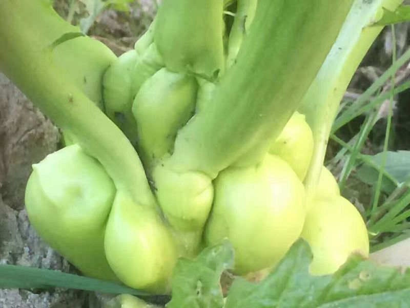 榨菜5两以上