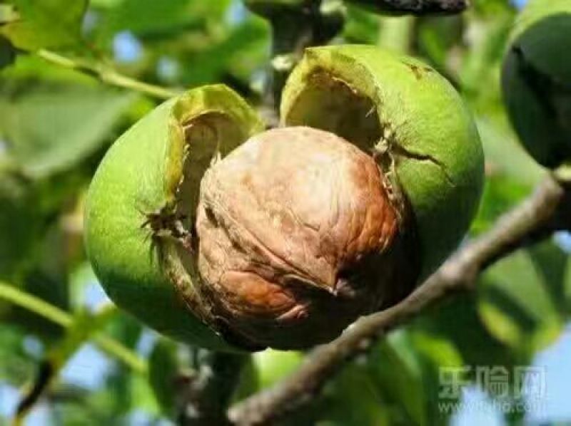 薄皮核桃去皮30mm以上干