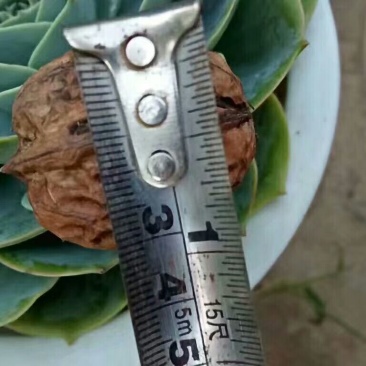 薄皮核桃去皮30mm以上干