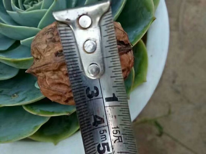 薄皮核桃去皮30mm以上干