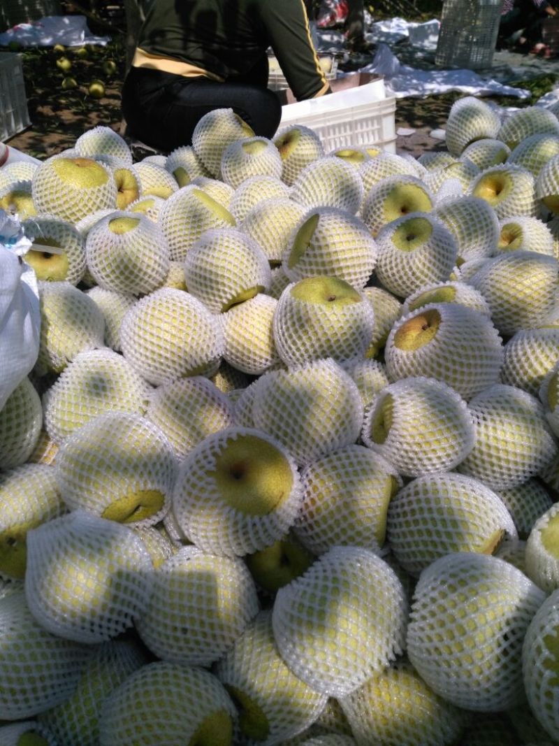 砀山梨光果350~400g