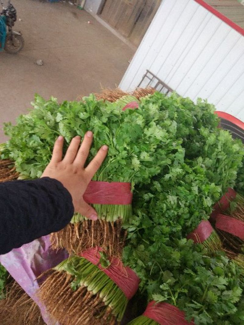 大叶香菜质量优质品质好根粗叶大