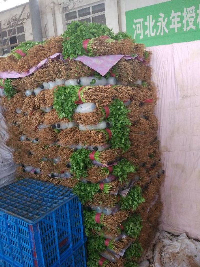 大叶香菜质量优质品质好根粗叶大