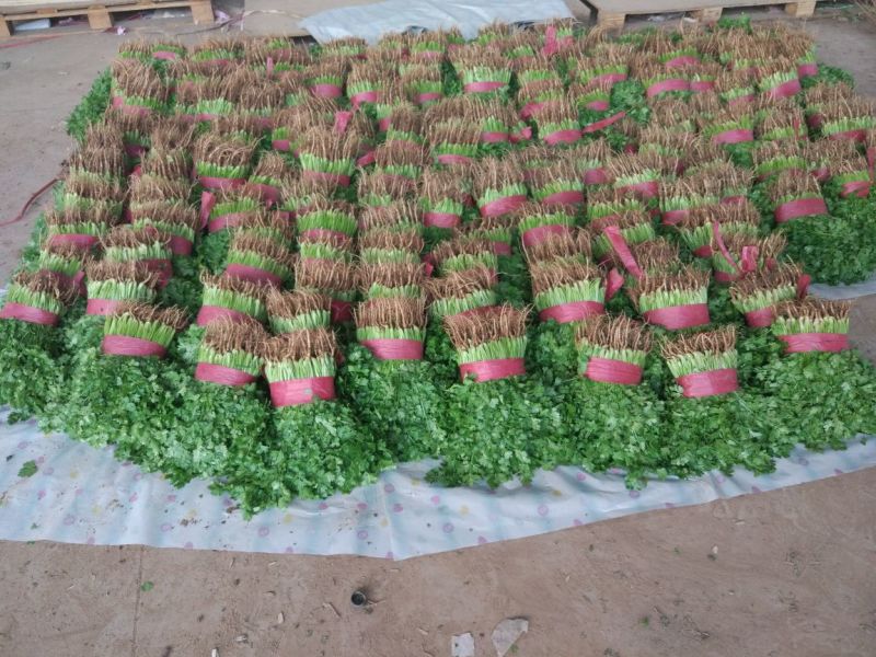 大叶香菜质量优质品质好根粗叶大