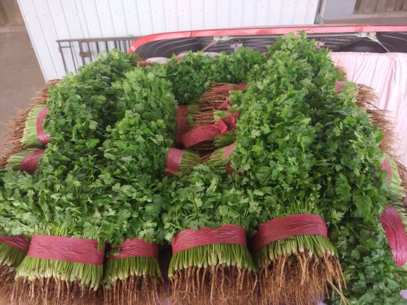 大叶香菜质量优质品质好根粗叶大
