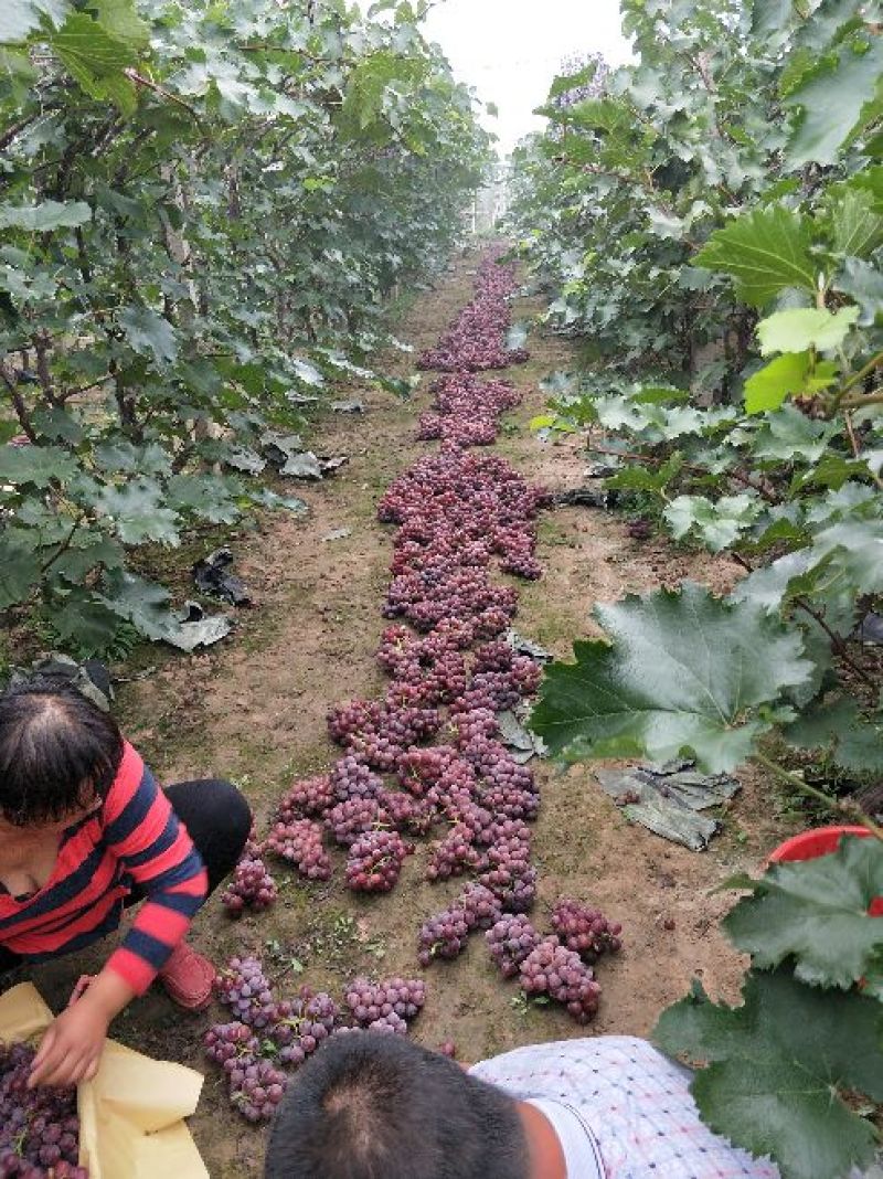 【推荐】河北唐山乐亭县巨峰葡萄大量供应实力代办量大从优